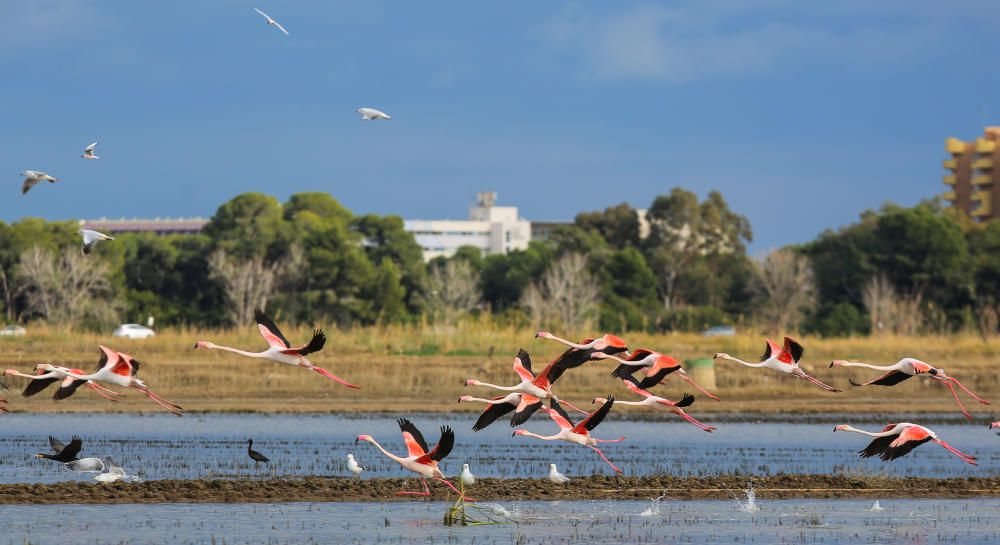 Los flamencos invaden l'Albufera