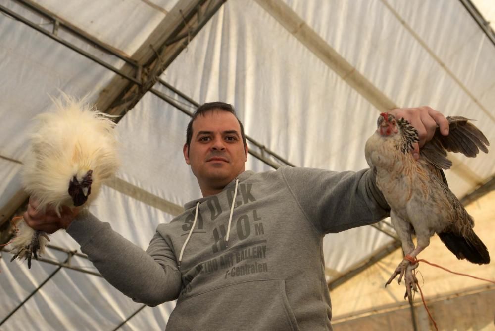 Palomas mensajeras y ofrendas para San Antón