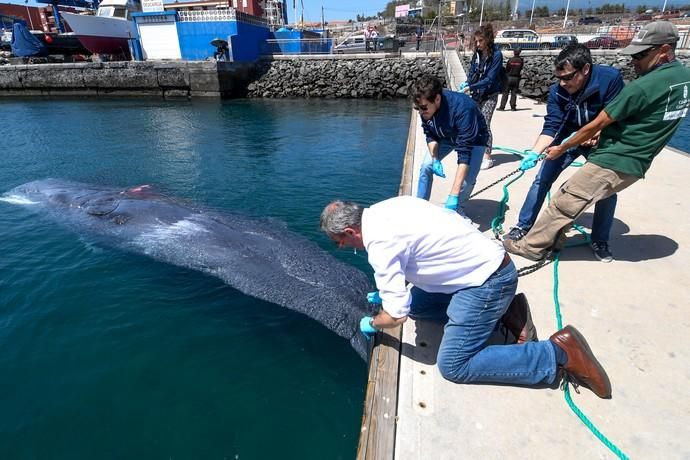 TELDE  13-03-19   TELDE. Localizan a una ballena cachalote hembra de nueve metros muerta flotando en la costa de Telde, la cual fue trasladada hasta el muelle de Taliarte a la espera de sus traslado al vertedero de Juana Grande donde le practicaran la necropsia. FOTOS: JUAN CASTRO