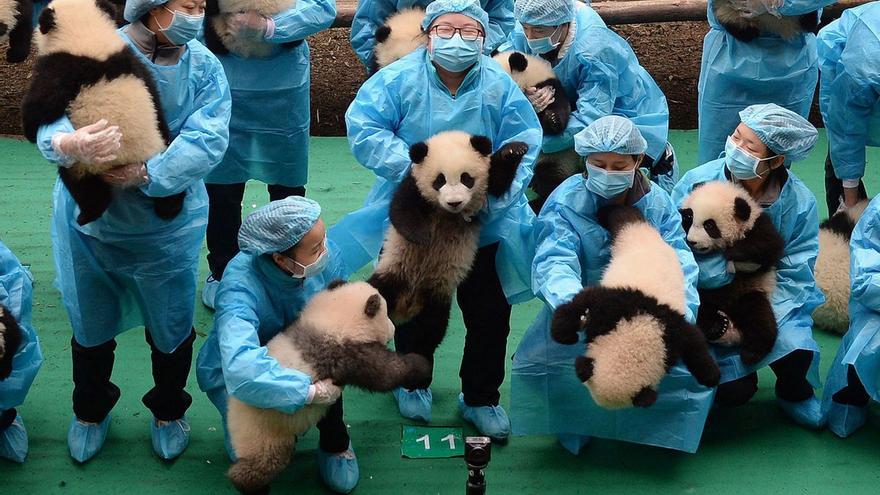 Estas son las 25 crías de oso panda que han nacido en Hong Kong
