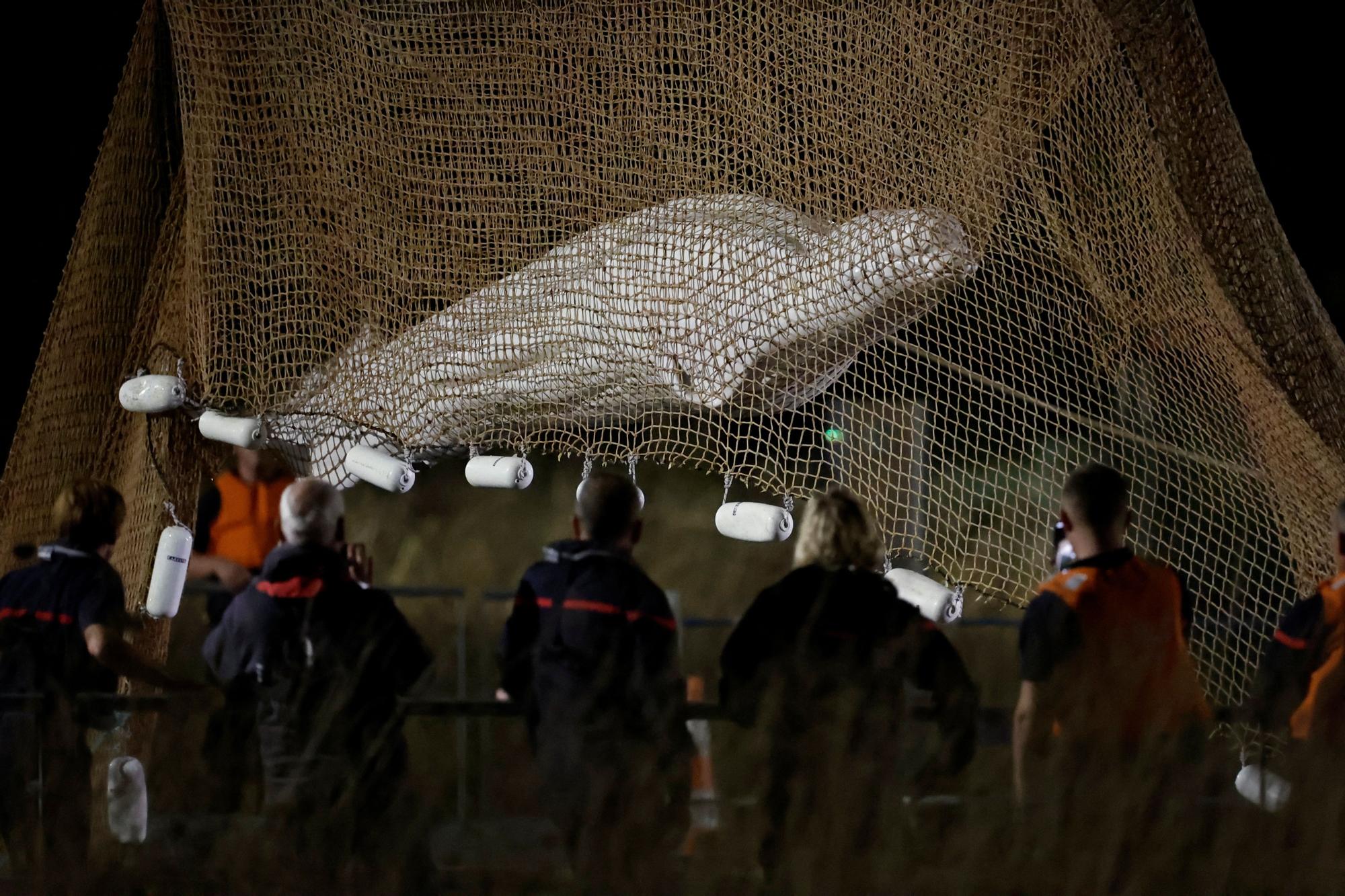 Beluga whale strayed into France's Seine river