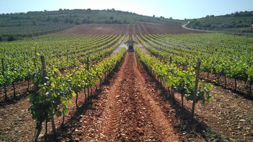 Las ayudas al viñedo por la sequía llegarán a 110 euros por hectárea
