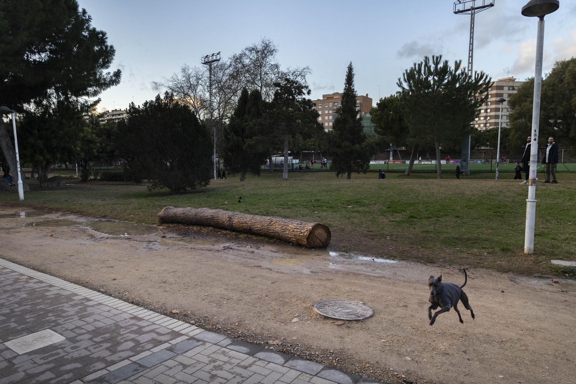 Jardín del Túria: tramo 5