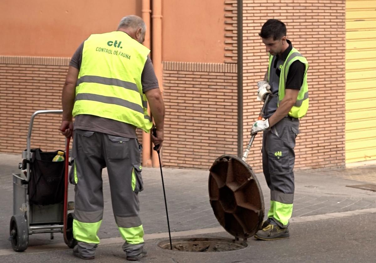 Ontinyent ejecuta acciones de control de plagas contra las cucarachas al casco urbano, urbanizaciones y polígonos