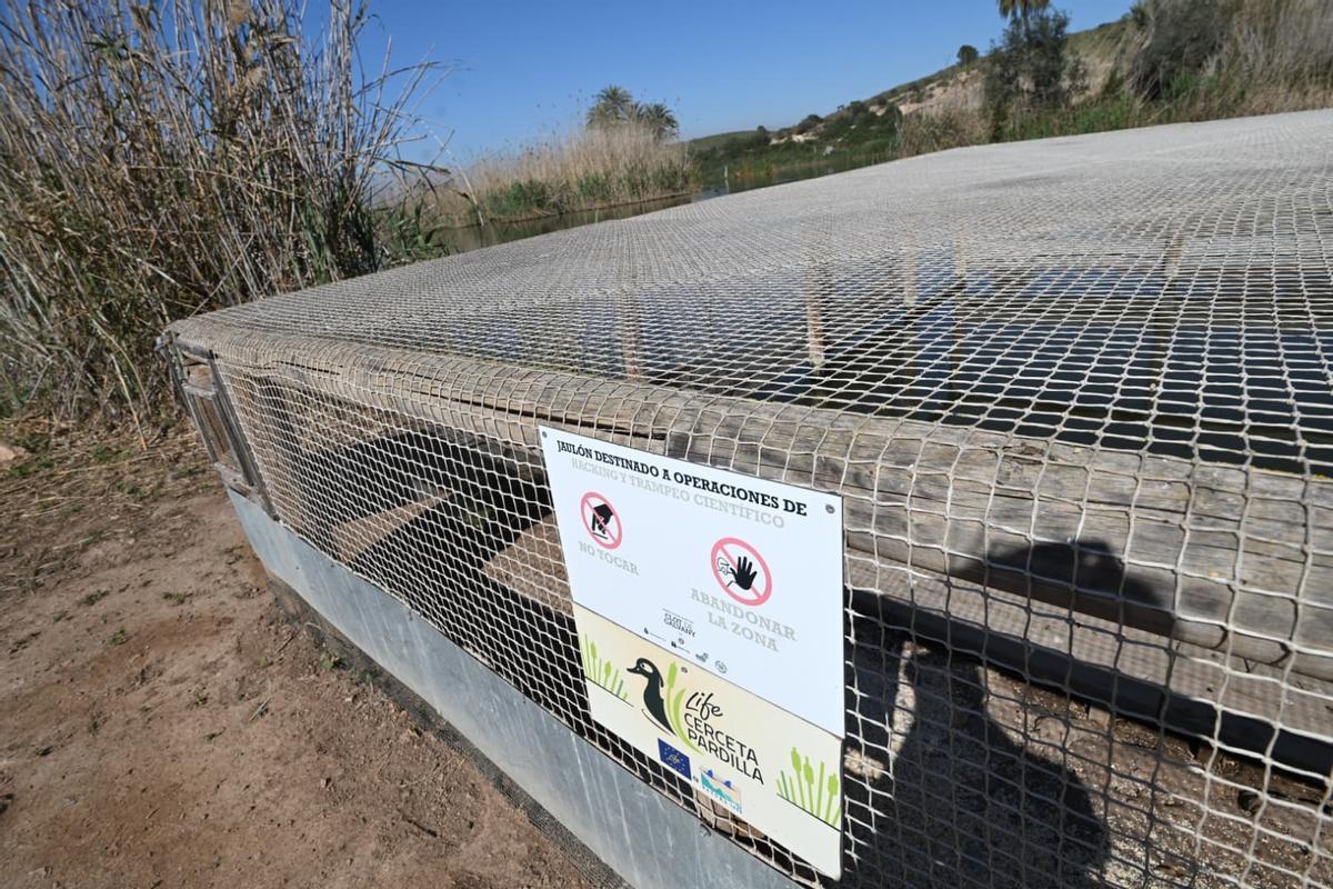 Las jaulas de aclimatación acogerán a 20 cercetas pardillas en pocos días, dentro del Proyecto Life para su conservación