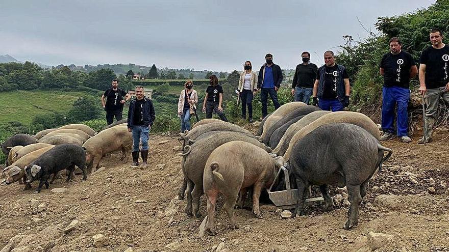 Siero apuesta fuerte por el Gochu de Monte de Lieres