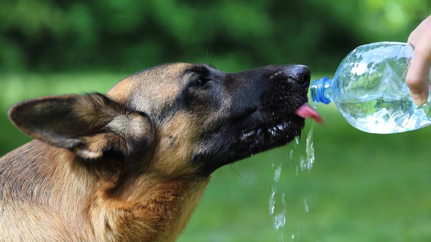 Un perro bebe agua de una botella.
