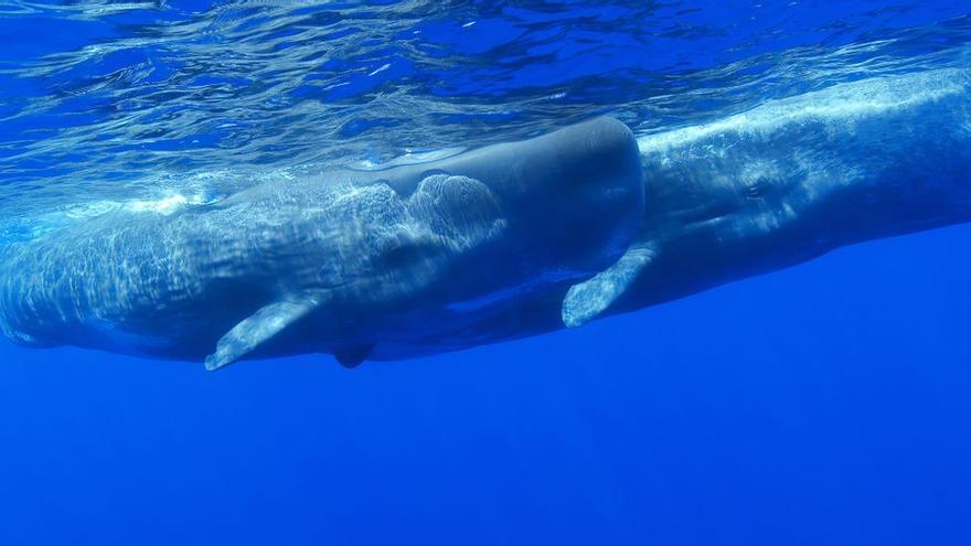 El ruido pone en peligro a los cetáceos del Mediterráneo