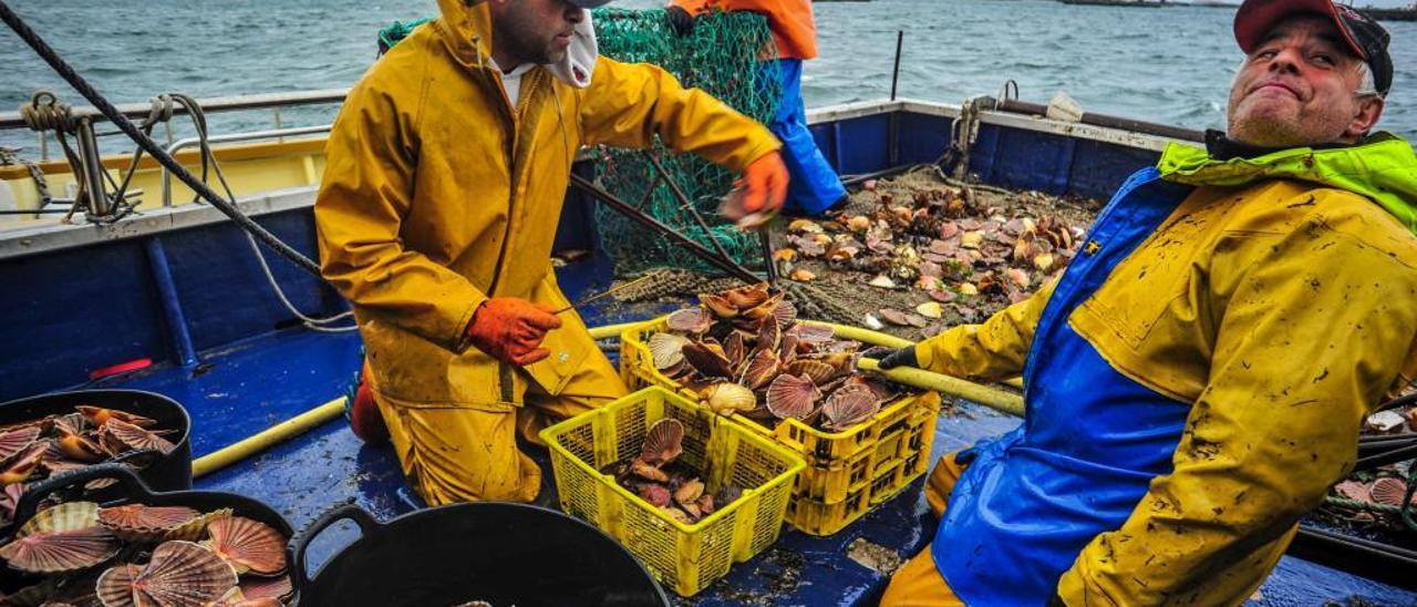 Pescadores de Cambados, en el inicio de la campaña de la vieira de 2019, a finales de noviembre.