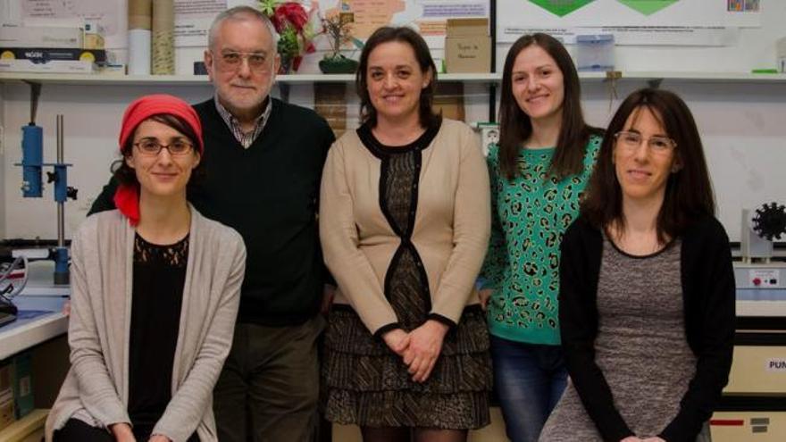 Investigadores de la Universidad de Oviedo desarrollan una técnica que mejora y abarata la detección del gluten en alimentos.