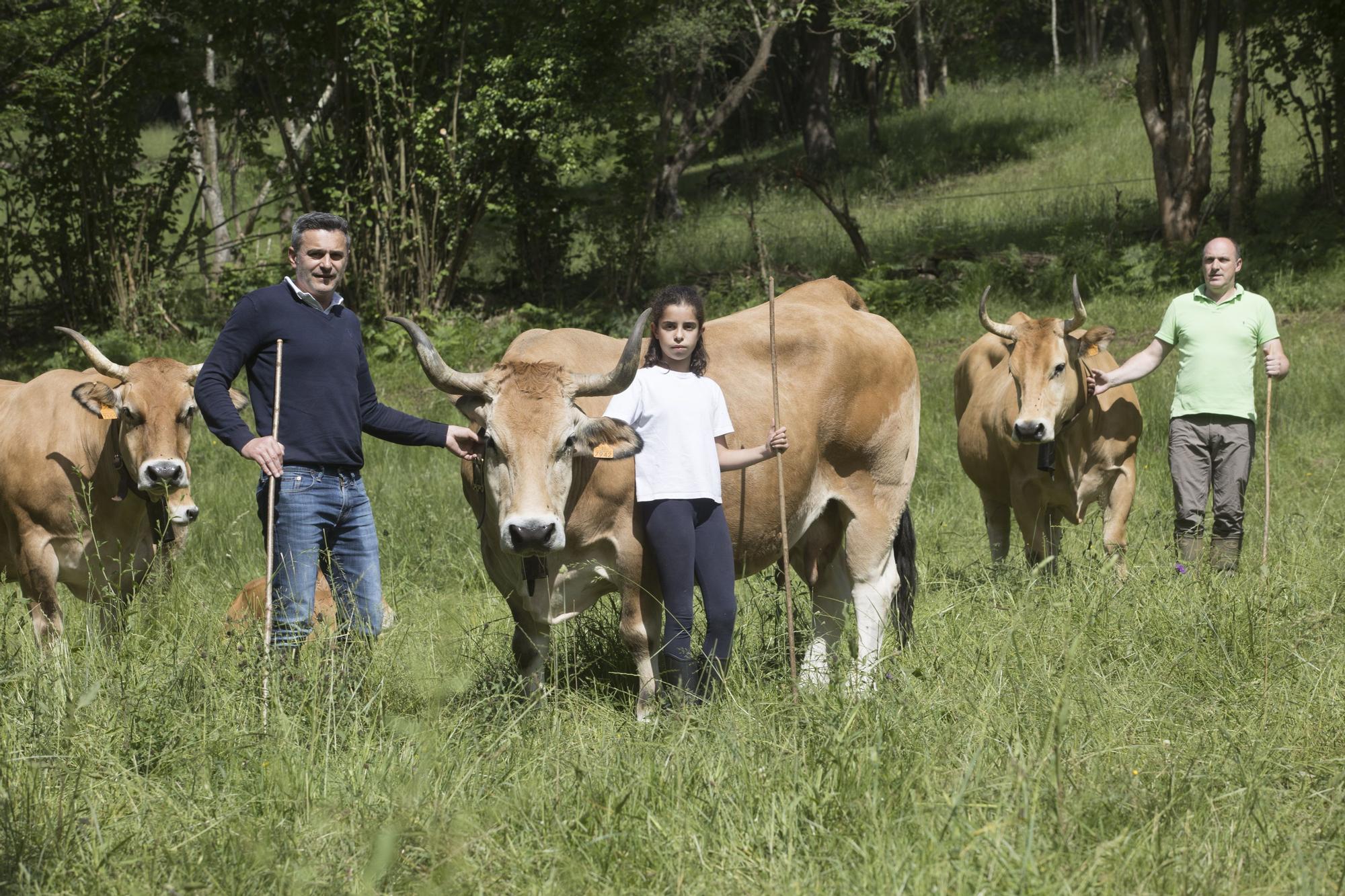EN IMÁGENES: vacas de ciudad a pocos kilómetros de la calle Uría