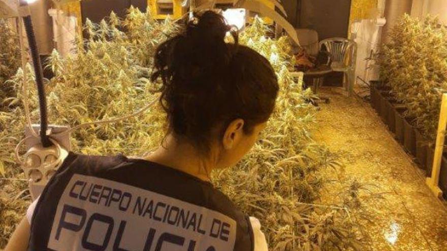 Desarticulada una plantación de marihuana con 200 plantas