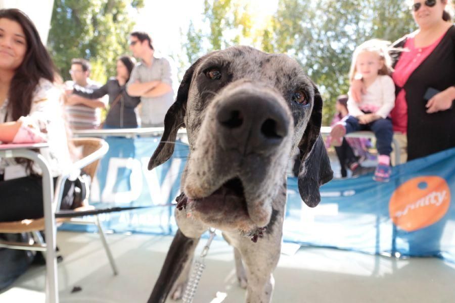 Concurso de perros en La Aldehuela