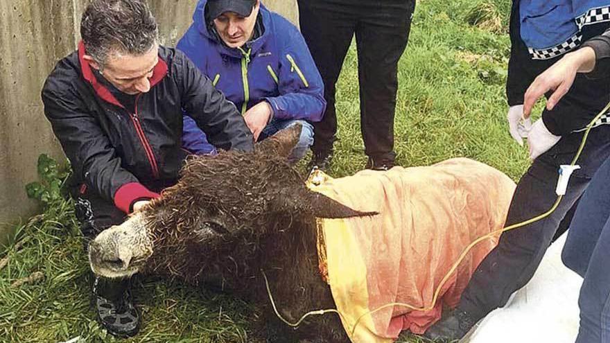 Luis Bernardo examina a la burra &quot;Margarita&quot; poco después de su rescate.