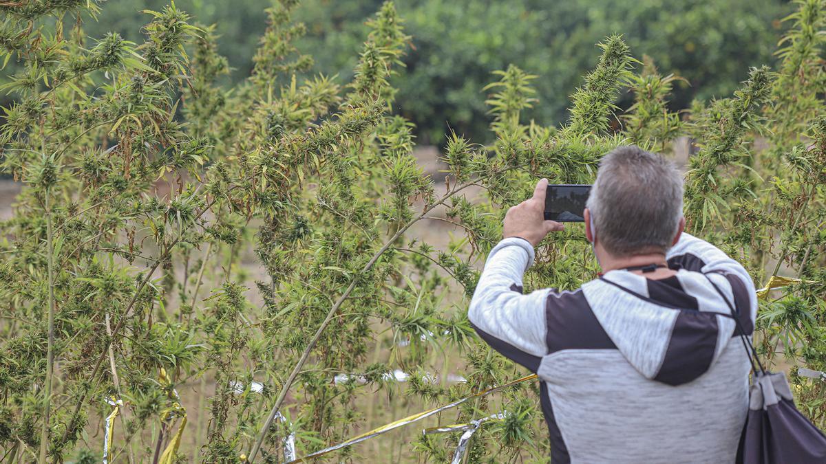 Campo de cultivo experimental de cáñamo, una plantación que estaba muy extendida en el sur de Alicante.