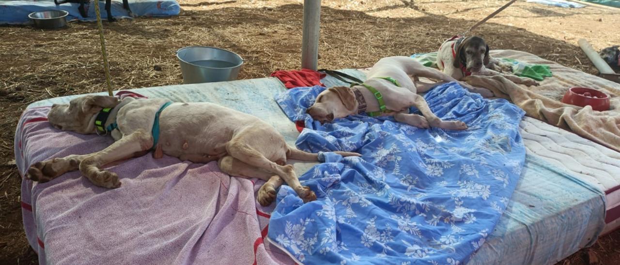 Varios animales descansan en una de las zonas habilitadas en la Casa del Ganadero de San Diego (La Laguna).