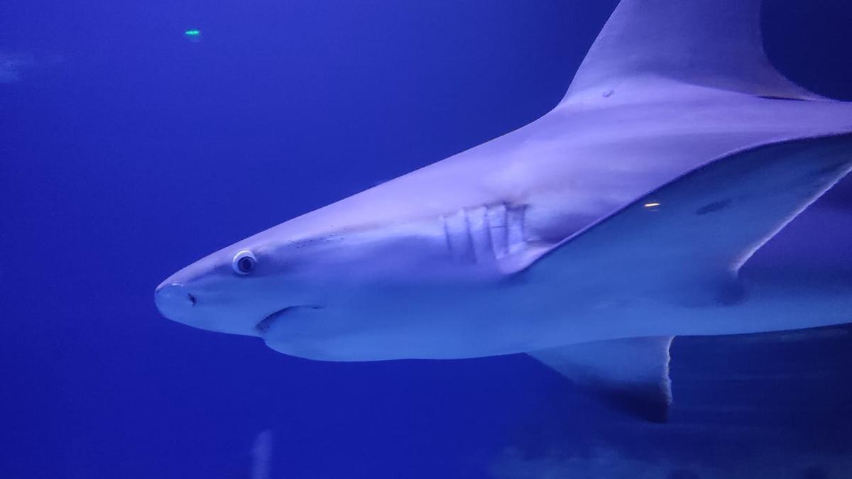 Tauró de l’Oceanogràfic de València.