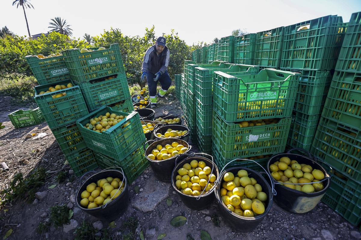 Los limones ecológicos son uno de los productos que más afectados se están viendo por ese &quot;efecto tapón&quot; del mercado. En la imagen, un productor de Albatera.