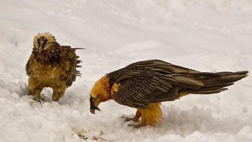 ¿Y si el clima no es el principal condicionante de la distribución de las aves de montaña? Un estudio pone las cosas claras
