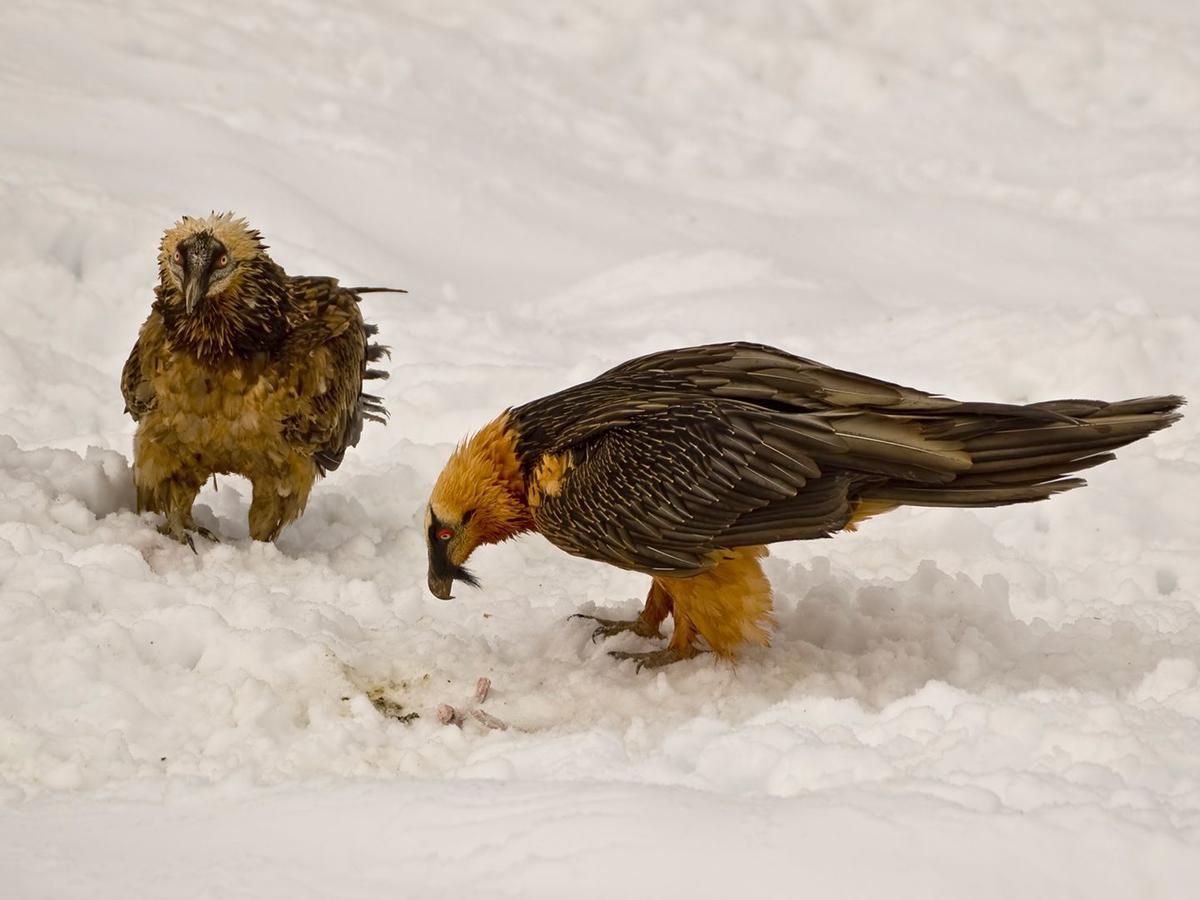 Dos ejemplares de quebrantahuesos.