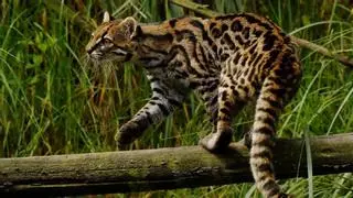 Descubren una nueva especie de mini-tigre y ya está amenazada de extinción