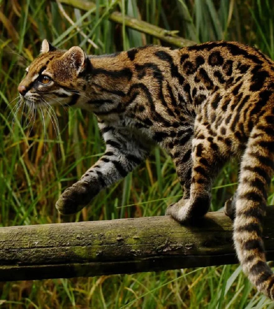Descubren una nueva especie de mini-tigre y ya está amenazada de extinción