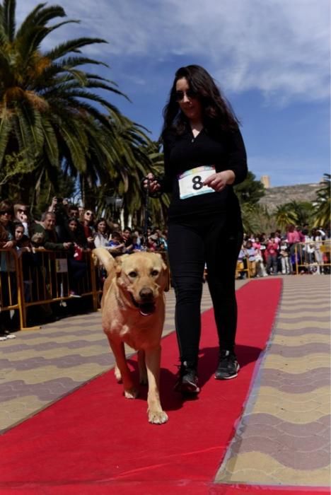 Garrapata fashion week, moda de perros en Jumilla