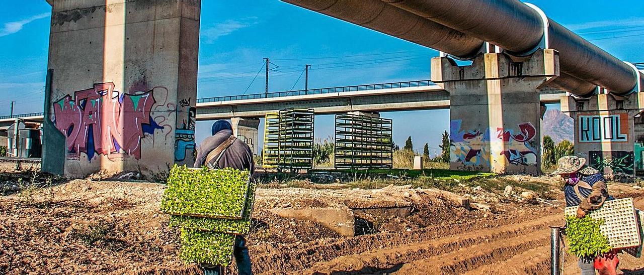 Una pareja de agricultores plantando junto a las tuberías del Tajo-Segura. |