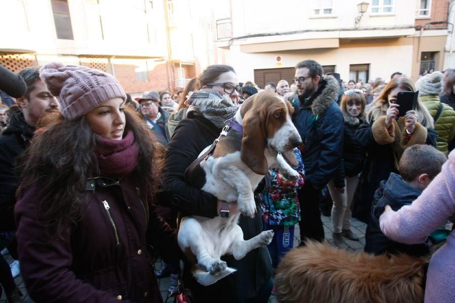 Los perros gobiernan por san Antón en Zamora
