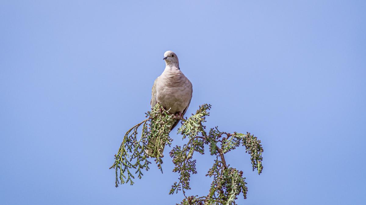 La tórtola común sigue clasificada como 'Vulnerable' en la Lista Roja de la UICN y en el Libro Rojo de las Aves de España.