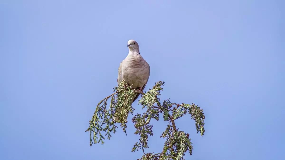 Alertan de que reabrir la caza de más de 100.000 tórtolas en España "pone en peligro" a la especie