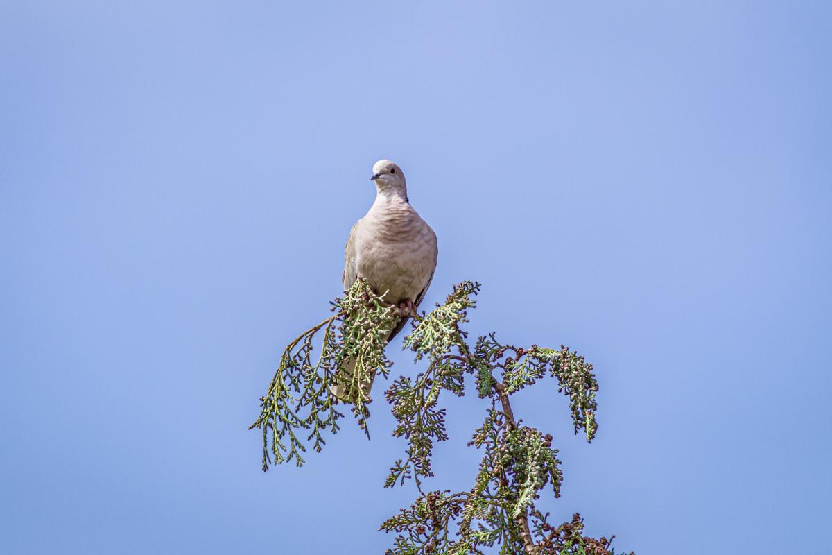 La tórtola común sigue clasificada como 'Vulnerable' en la Lista Roja de la UICN y en el Libro Rojo de las Aves de España.