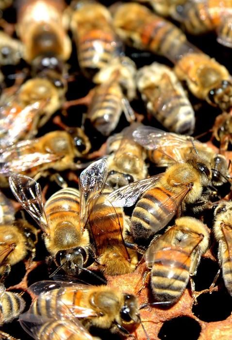 07/06/2018 EL CARACOL, TELDE. Colmenas de abejas ...