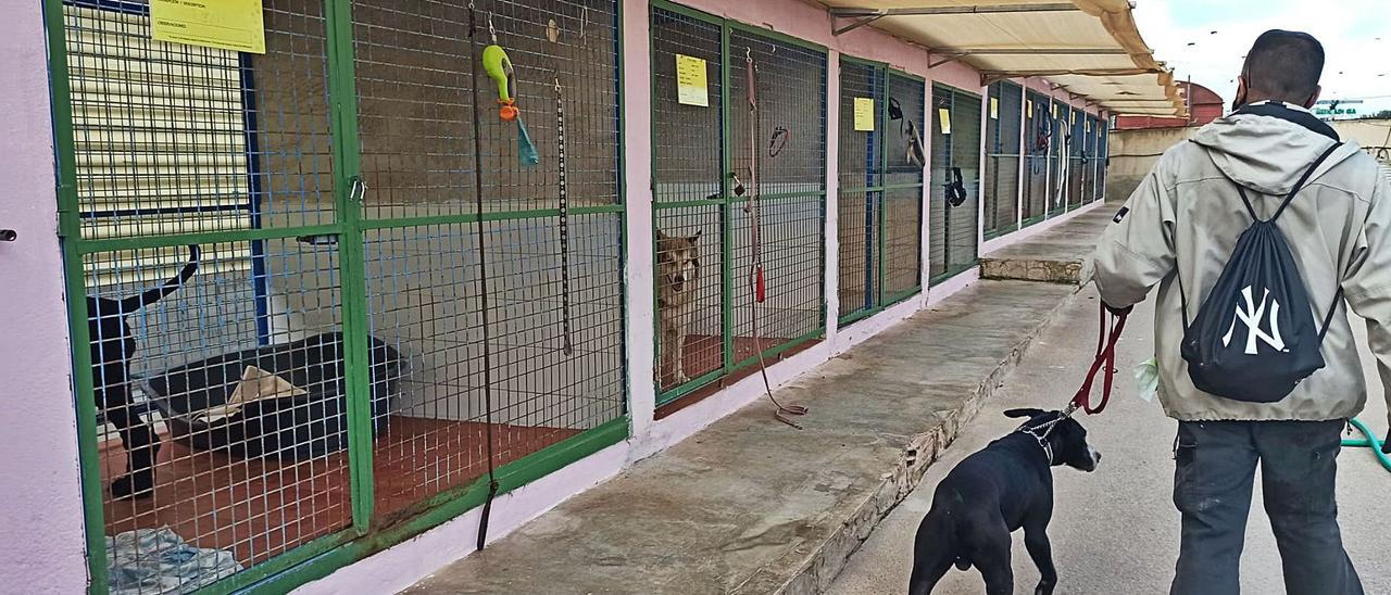 Actual recinto del albergue de animales en Torrevieja, sobre el que se construirá el nuevo.  | D. PAMIES.