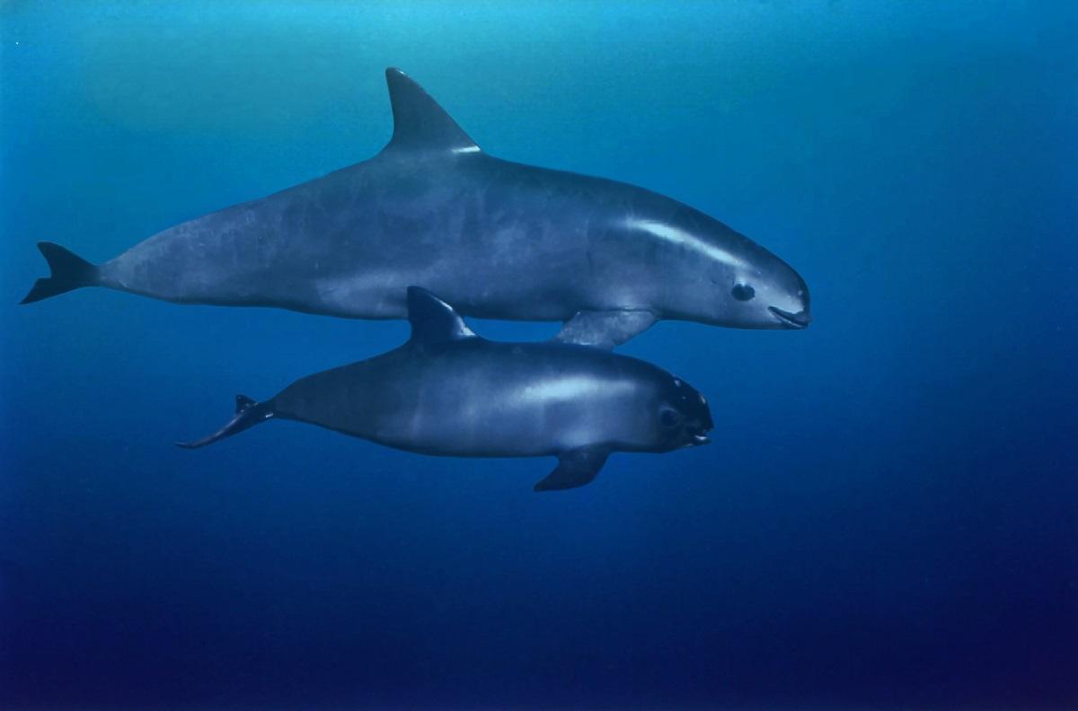 Dos ejemplares de vaquita marina