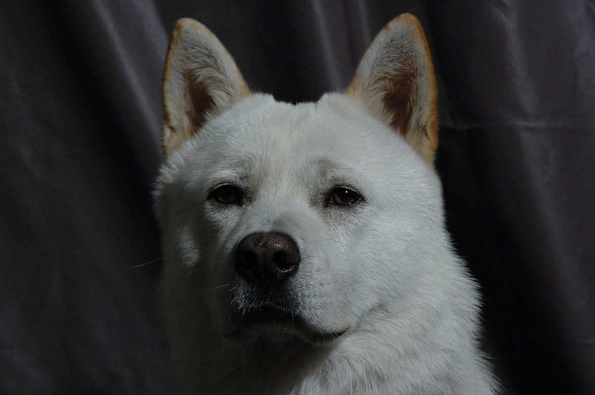 El Incomparable Perro de Chindo Coreano: Conoce a la Raza que Ama Solo a Una Familia en Toda su Vida