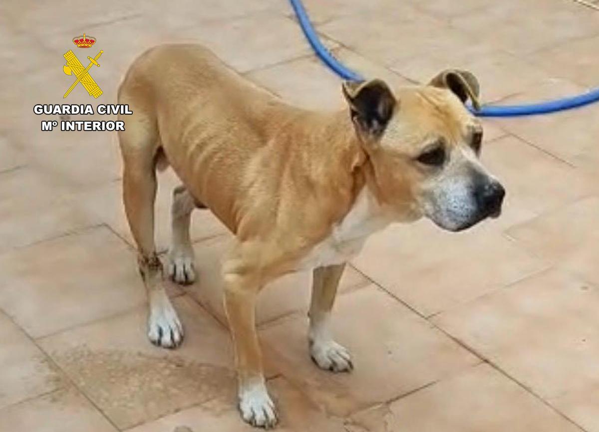 Un perro abandonado con dificultad para caminar y alto grado de delgadez