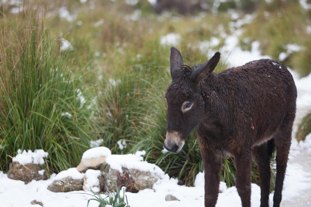 Nieve en la Serra de Tramuntana