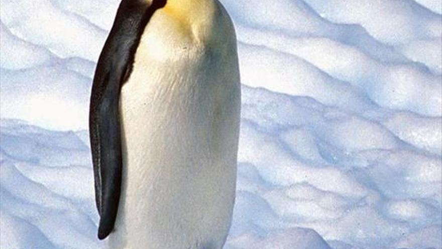 Alerta de extinción del pingüino emperador a causa del deshielo