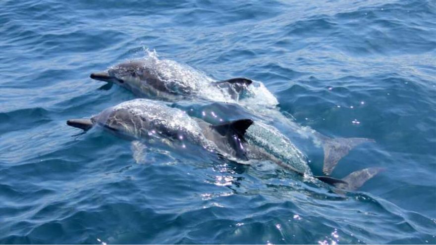 Un grupo de delfines sorprende nadando muy cerca de Torrevieja