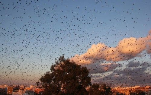 El espectáculo de los estorninos en Torrevieja