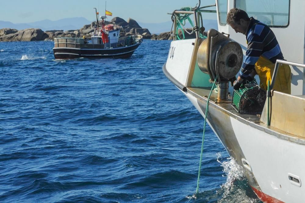 El pulpo, esquivo en Arousa