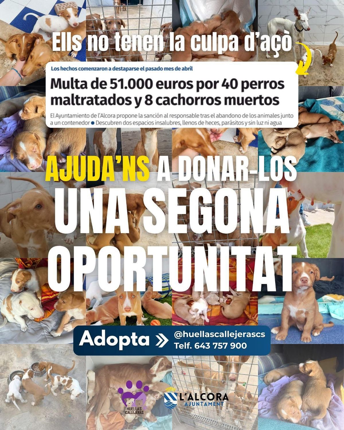 Cartel difundido por el Ayuntamiento de l'Alcora para buscar adoptantes o familias de acogida para los perros.