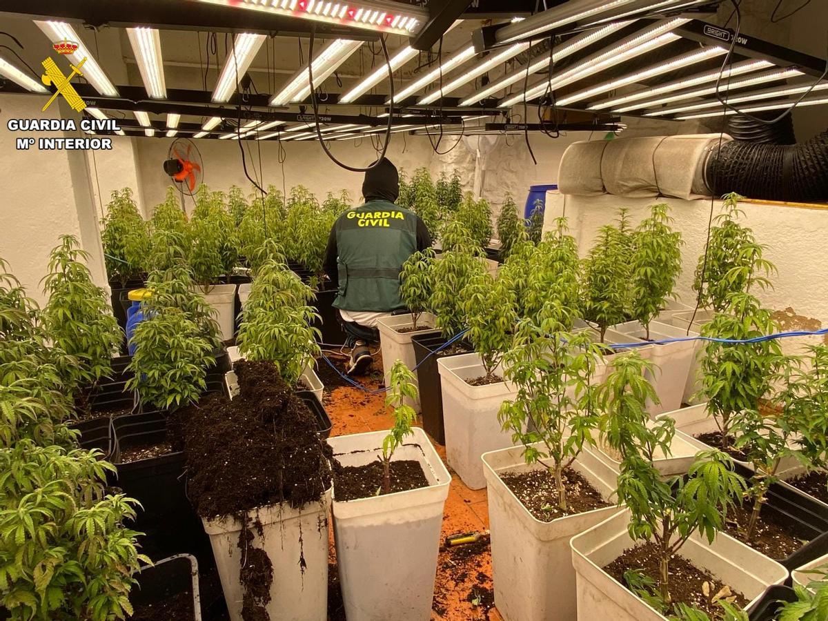 Un guardia civil examina las plantas de marihuana incautadas en una plantación indoor de la organización.