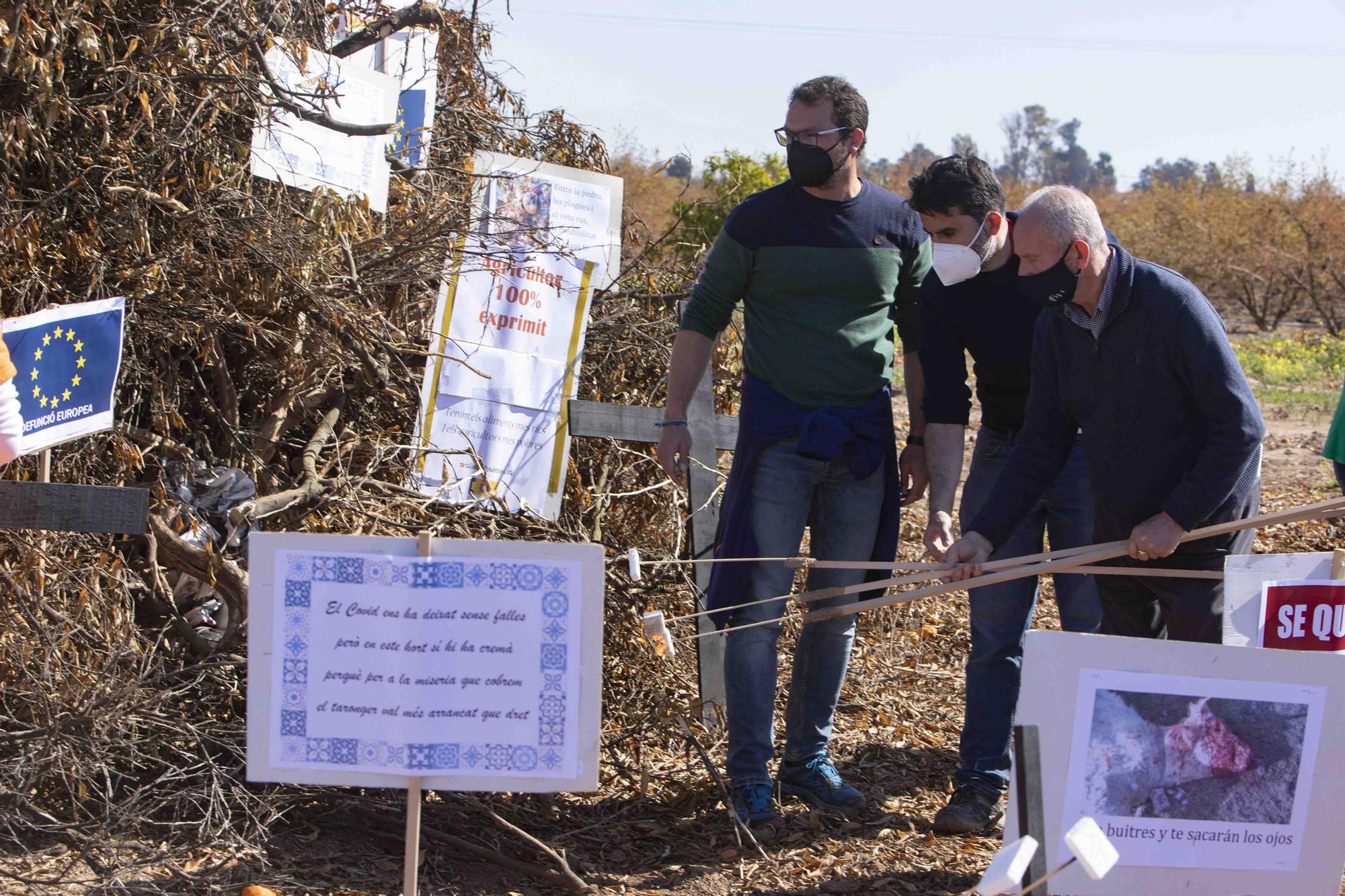 Quema de Naranjos arrancados por la baja rentabilidad en Algemesí.