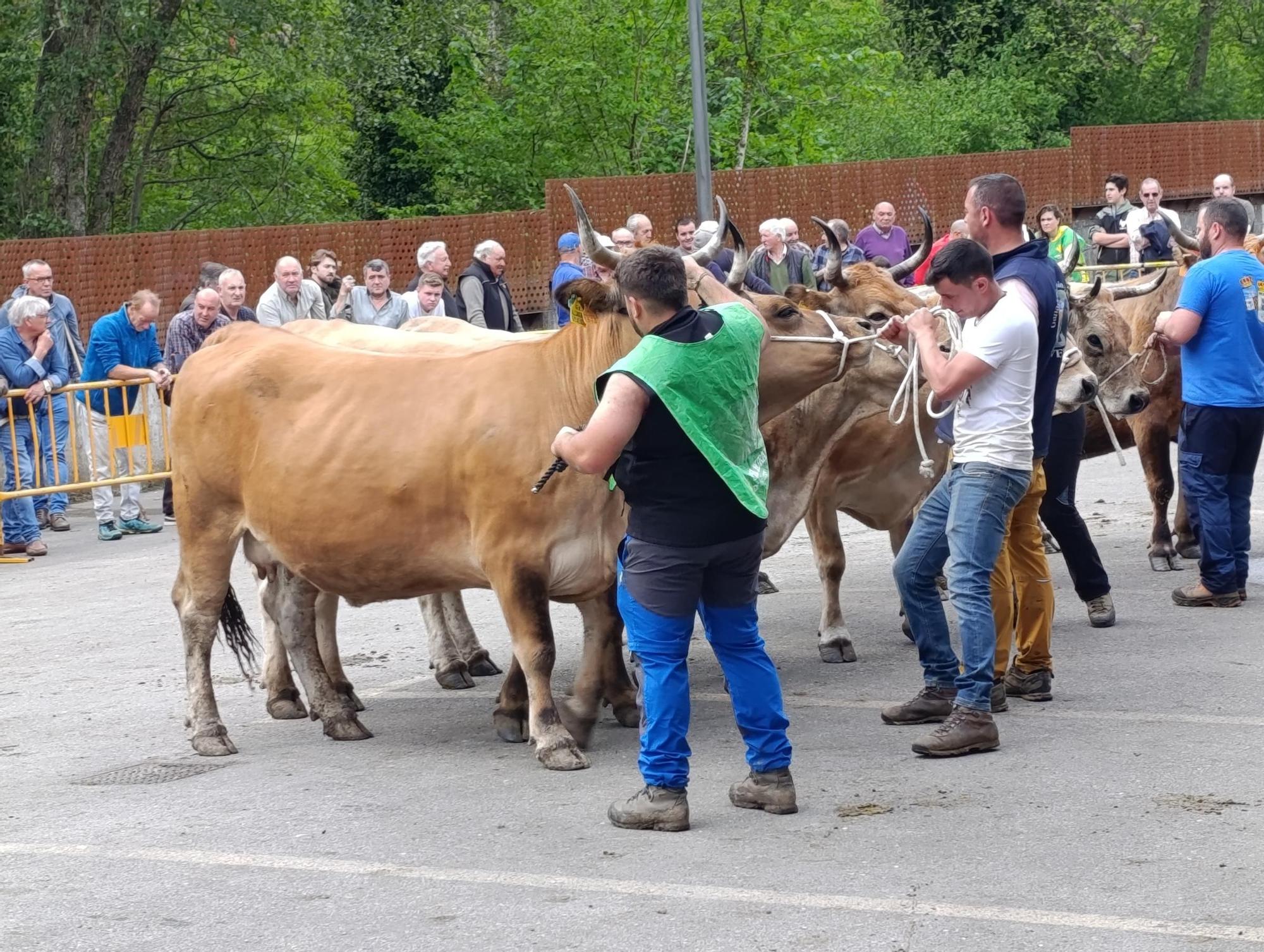 El XXXI Certamen-Exposición de Asturiana de los Valles de Teverga, en imágenes