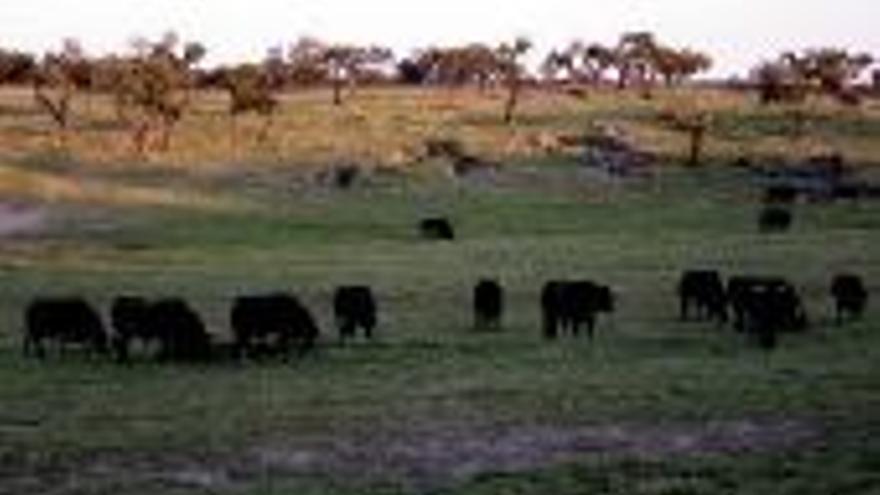 El mal de la lengua azul centra unas jornadas dedicadas al toro