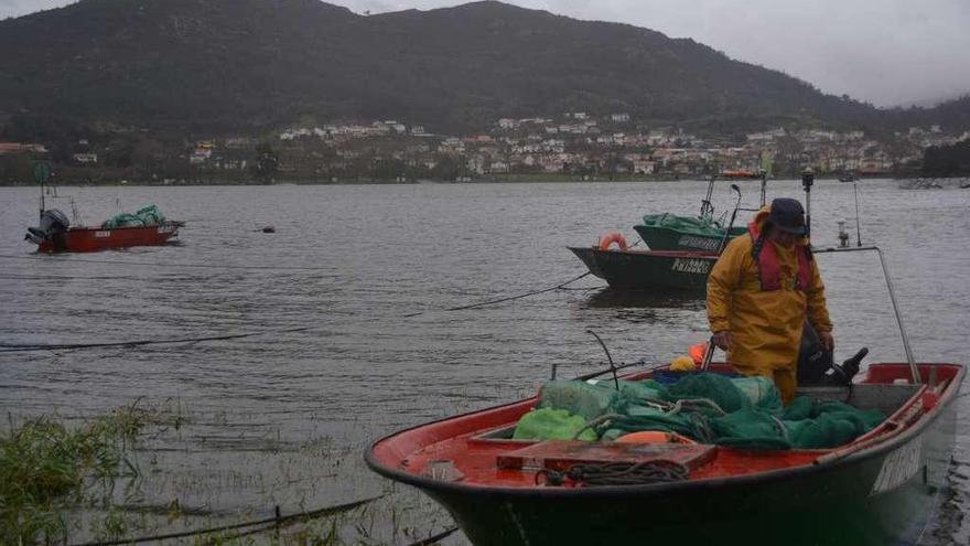 Un pescador intenta capturar lampreas en las aguas del río Miño duante el inicio de la campaña. // E.G.