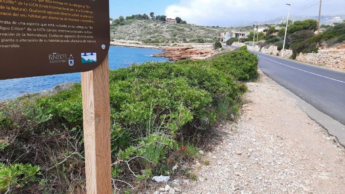 Grupo de Saladilla de Irta ('Limonium irtaensis'), que es una especie protegida.