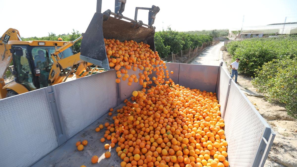 Toneladas de naranjas de la provincia de Alicante que se pagan a 0,15 euros el kilo